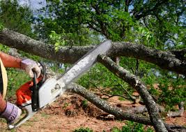 Best Tree Maintenance Programs  in Strongsville, OH