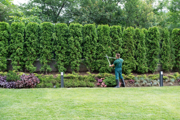 Best Tree Disease Treatment  in Strongsville, OH