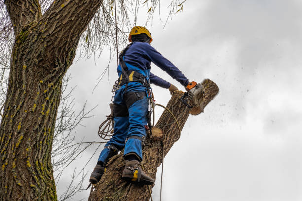 Best Utility Line Clearance  in Strongsville, OH