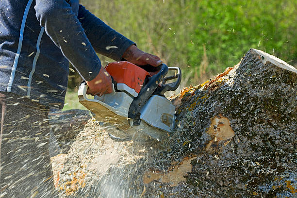 Best Stump Grinding and Removal  in Strongsville, OH